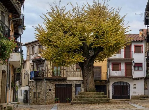 El Viejo Olmo